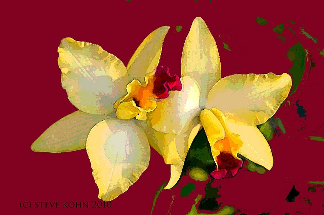 Orchid No. 46