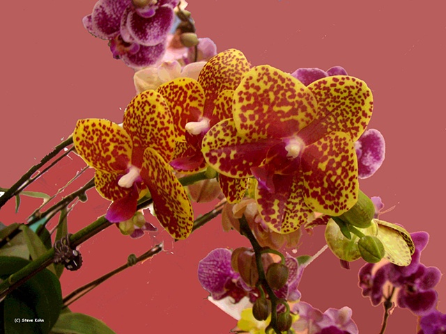 Orchid No. 86