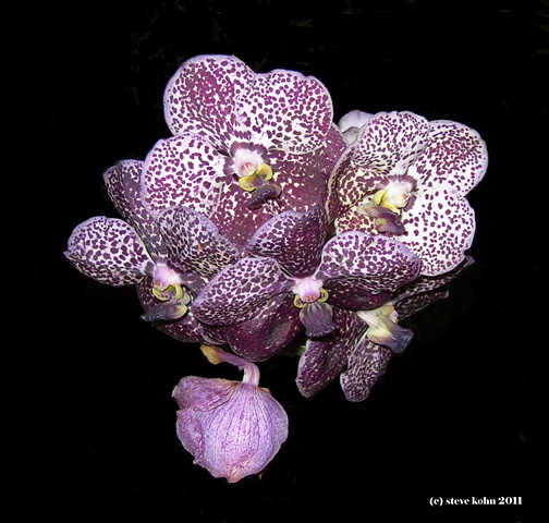 Orchid No. 140
