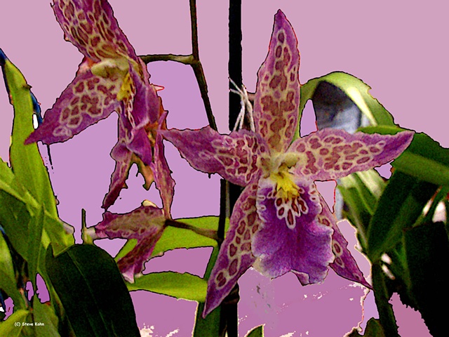 Orchid No. 83