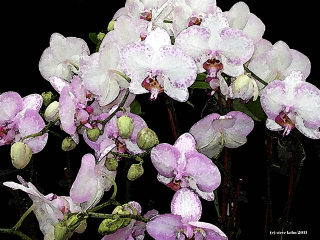 Orchid No. 106