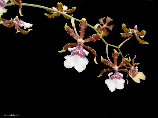 Orchid No. 129