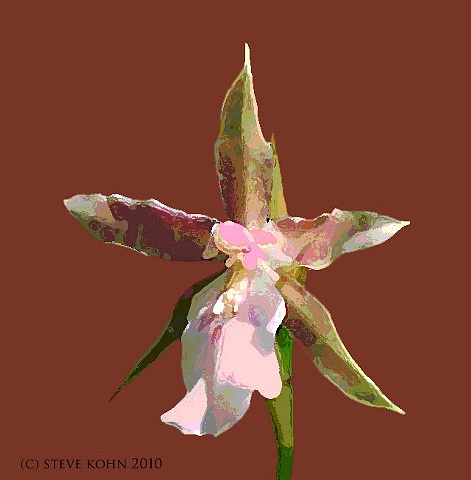 Orchid No. 41