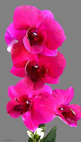 Orchid No. 19