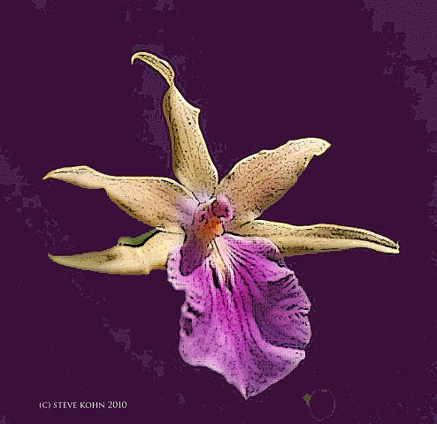 Orchid No. 28