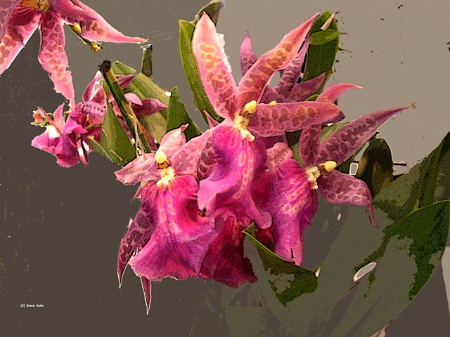 Orchid No. 71