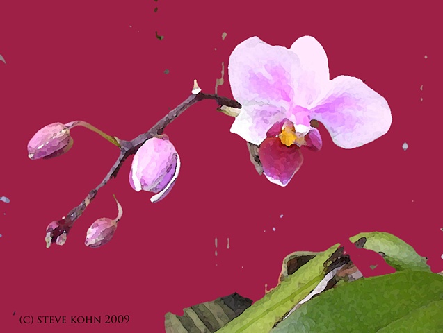 Orchid No. 51