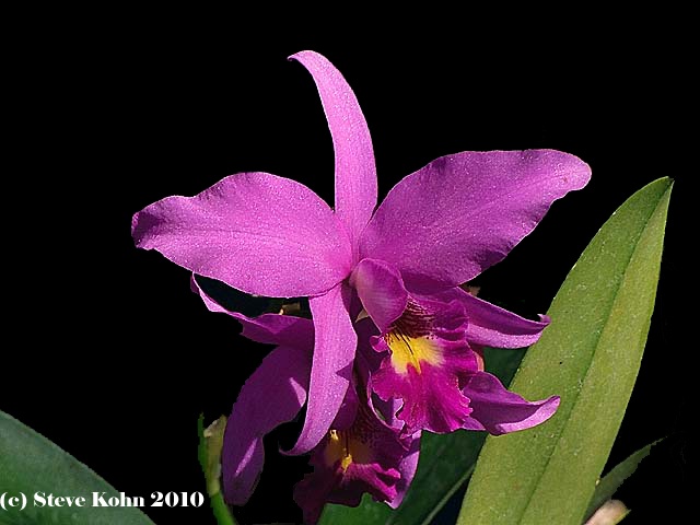 Orchid No. 5