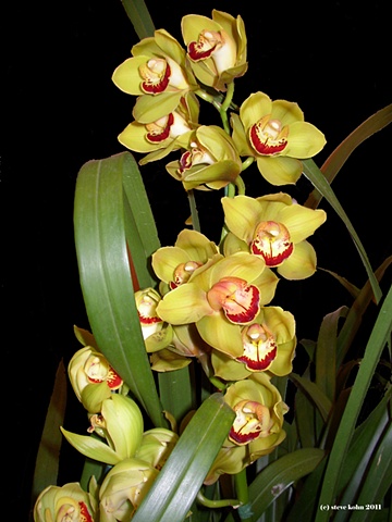 Orchid No. 139