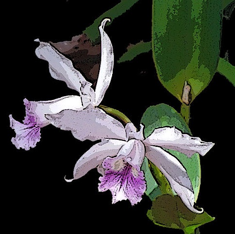 Orchid No. 14