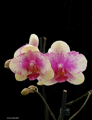 Orchid No. 120