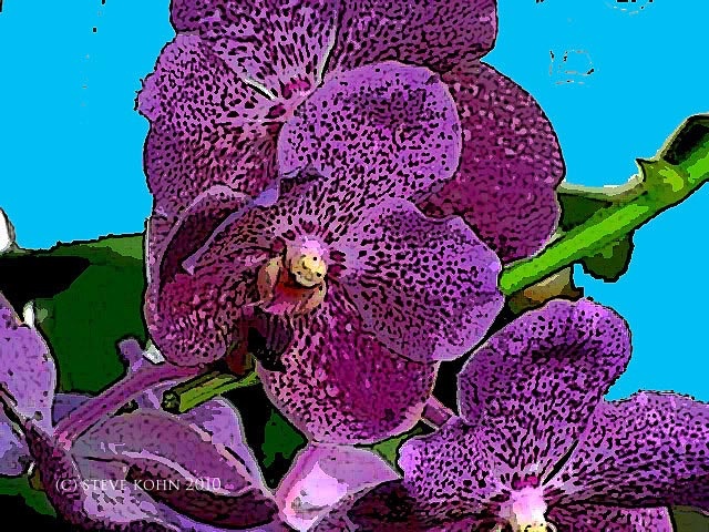 Orchid No. 35