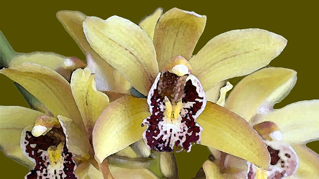 Orchid No 29A