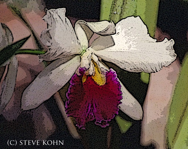 Orchid No. 48
