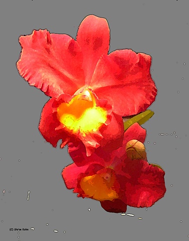 Orchid No. 72