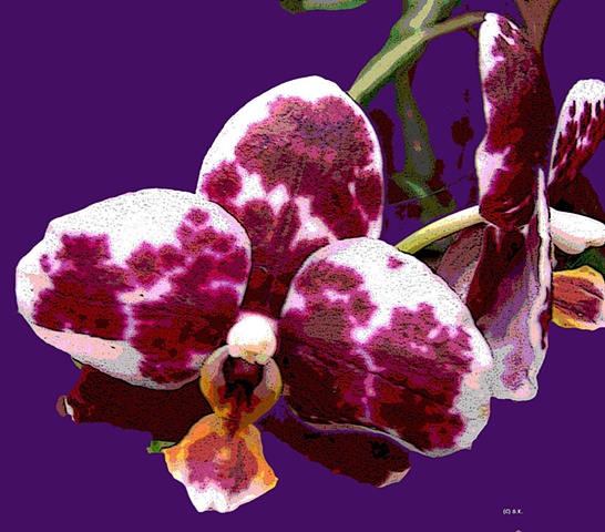 Orchid No. 1