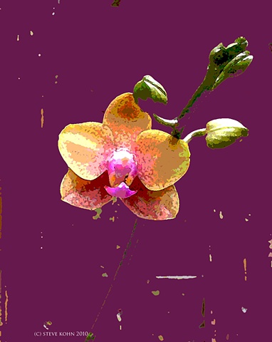 Orchid No. 50