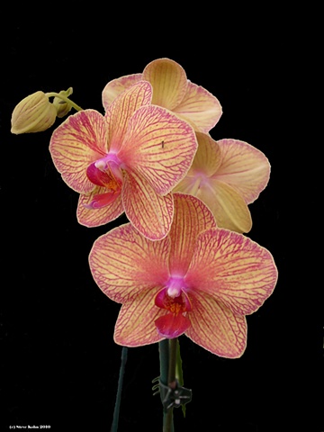Orchid No. 121