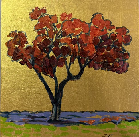 Japanese Maple, Ledger, North Carolina