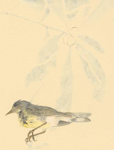 Bachman's Warbler (after Audubon), detail