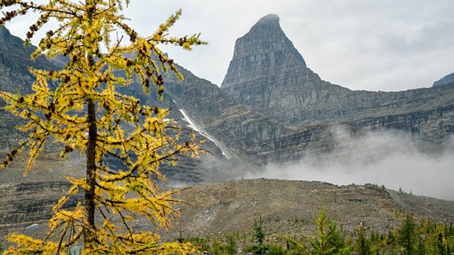 Larches were Starting to Turn