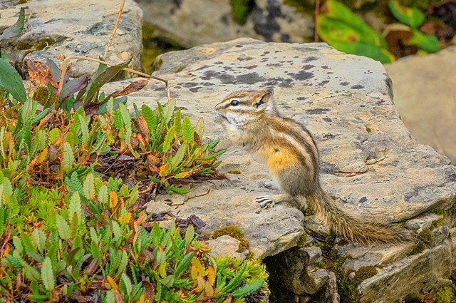 Curious Ground Squirrel