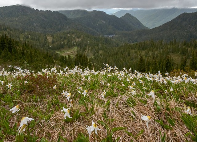 Avalanche Lily over the Valley

June 2019
