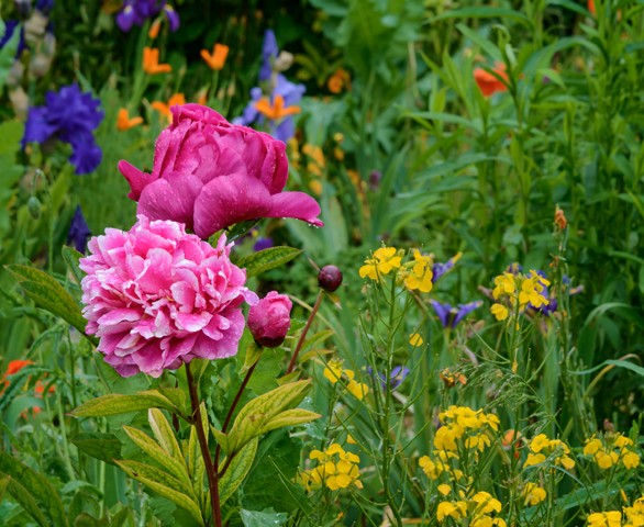 Monet's Garden - Giverny France

May 2014