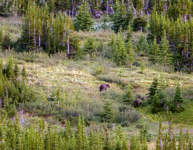 Grizzlies from 2 km

Aug 2018
