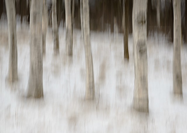 Birch Grove Tree Blur

Nov 2013