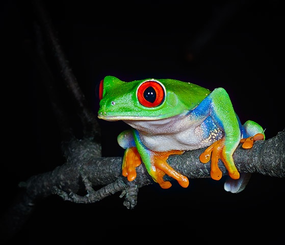 Red Eyed Tree Frog

Nov 2011