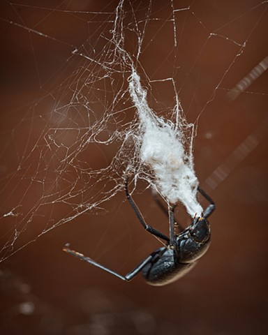 Stuck in a Black Widow Web