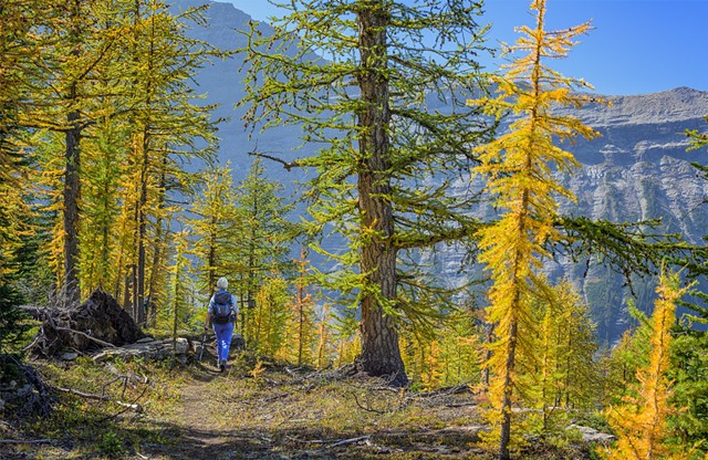 Hiking Through the Larches in the Water Park