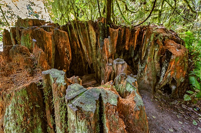 Walk-In Tree Stump

Sep 2016