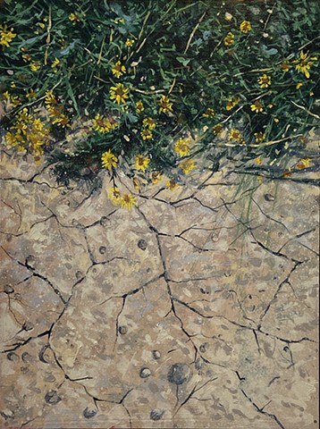 Desert Floor and Brittlebrush Flower