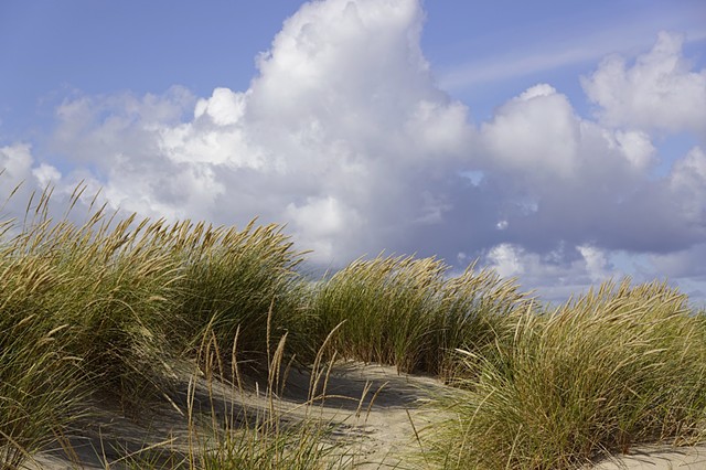 Jutland Beach Grass