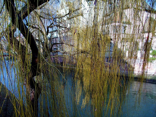 Willow Weeping Strasbourg