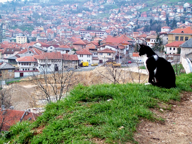 Grieving Cat Sarajevo