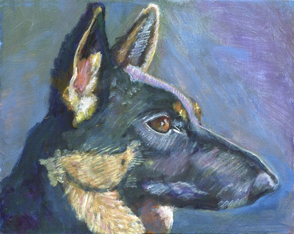 German Shepherd with a blue background