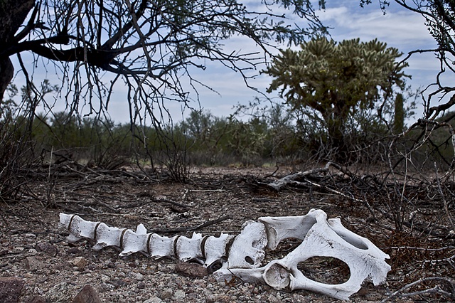 Bones in the desert near Tucson