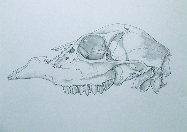 Deer skull study
pencil on bristol board