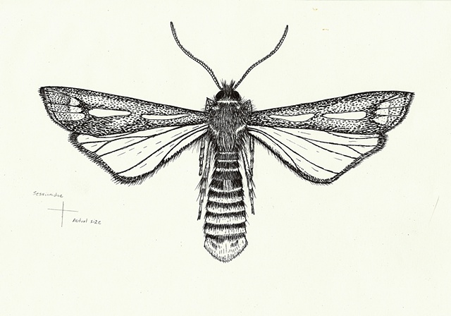 Entomological Illustration