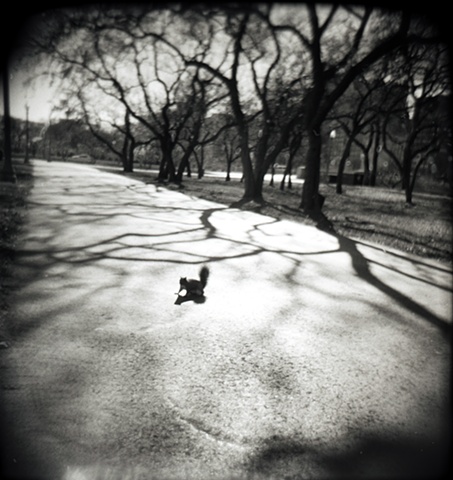 Holga camera image of a squirrel on a path with trees and their shadows on either side in Grant Park by lucy mueller