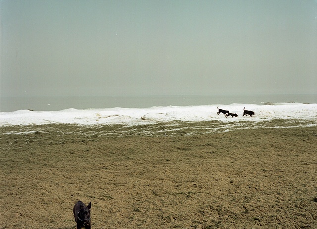 Dog beach at Montrose harbor in winter with black dogs running free photographed by Lucy Mueller