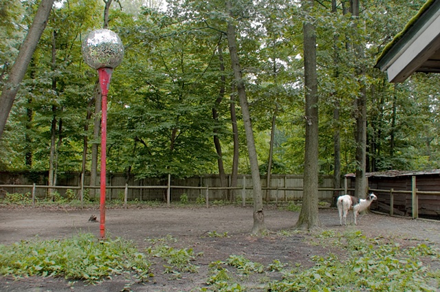 llama in a corral with a disco ballmounted on a red pole at petting zoo in Michigan photographed by Lucy mueller