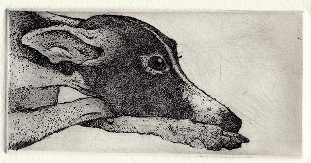 Whippet etching and aquatint