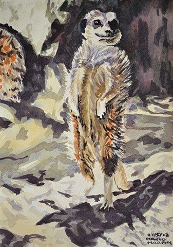 Meerkat, watercolour, realist, david murphy