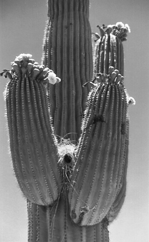 Saguaro Flowers with Bird Nest