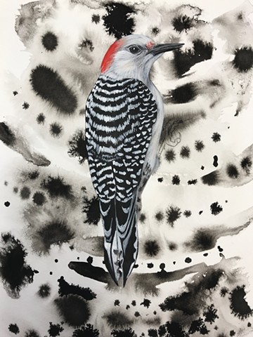 Process picture of my Red-Bellied Woodpecker painting during my Penland School of Craft Winter Residency 2019