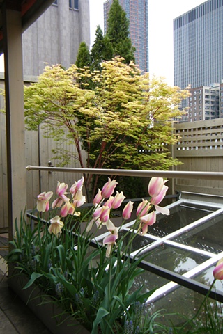 Spring tulips and maple tree on a downtown Manhattan rooftop.
